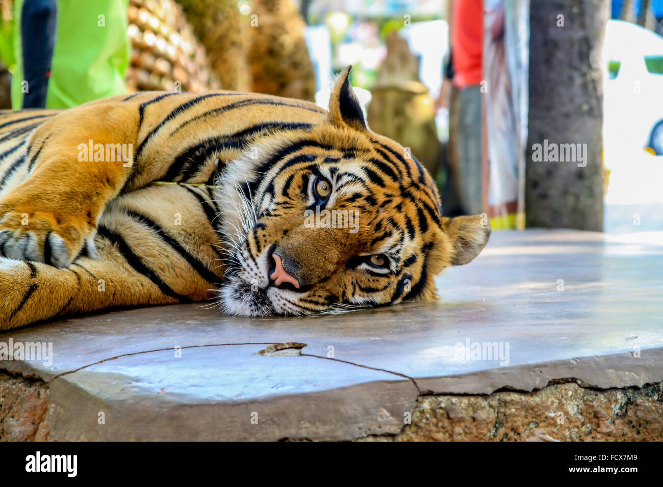 Tiger im Natur und Thailand Bengal Tiger orange wilde Tiere Fell Stockfoto