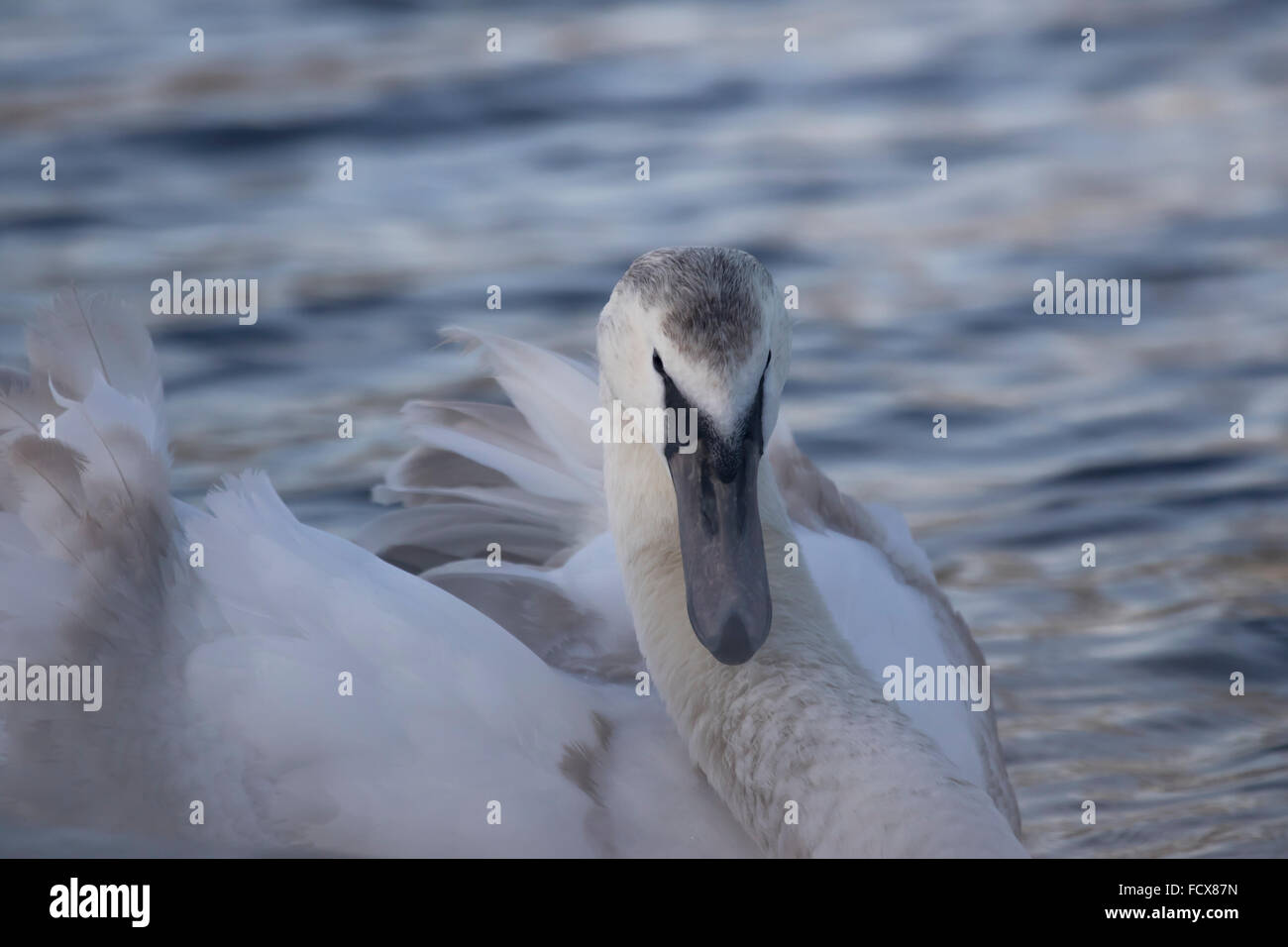 Unreife Höckerschwäne Cygnets, liebevolle und aggressive Stockfoto