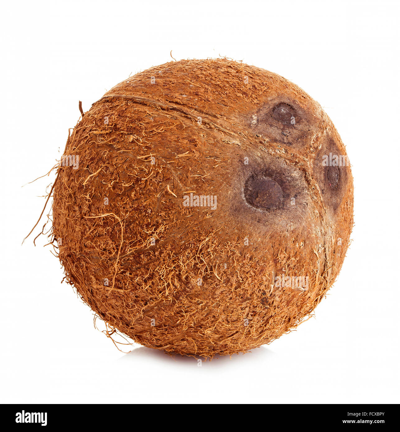 Große Kokos Nahaufnahme isoliert auf einem weißen Hintergrund. Stockfoto