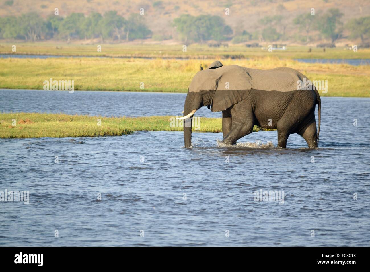 Elefanten im Chobe Fluss, Botswana, Afrika Stockfoto