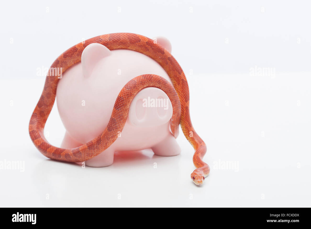 Orange Farbe der Schlange kriechen um ein Sparschwein Stockfoto