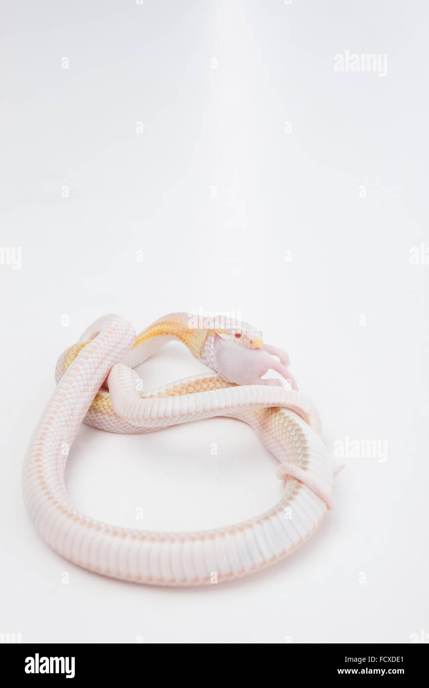 Weiße Schlange eine Ratte essen und wickeln ihren Körper Stockfoto