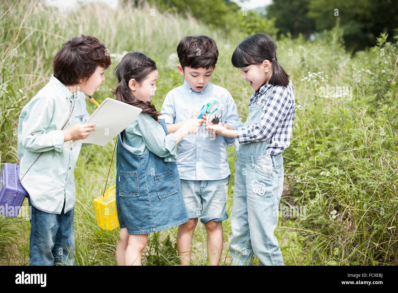 Vier Kinder beobachten eines Insekts zusammen in Neugierde und Überraschung im Feld mit Lupen und Boxen zu sammeln Stockfoto