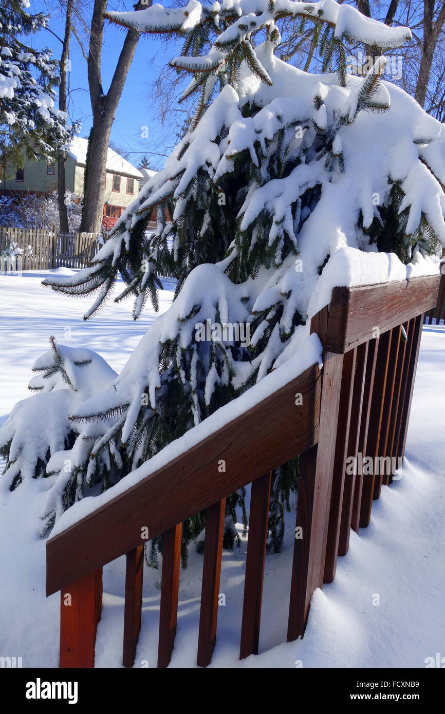 Baum und Deck mit Schnee bedeckt nach einem Schneesturm Jonas, Ostküste USA Stockfoto