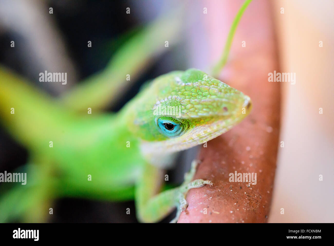 Nahaufnahme von einem Carolina Anole, Eidechse. Stockfoto