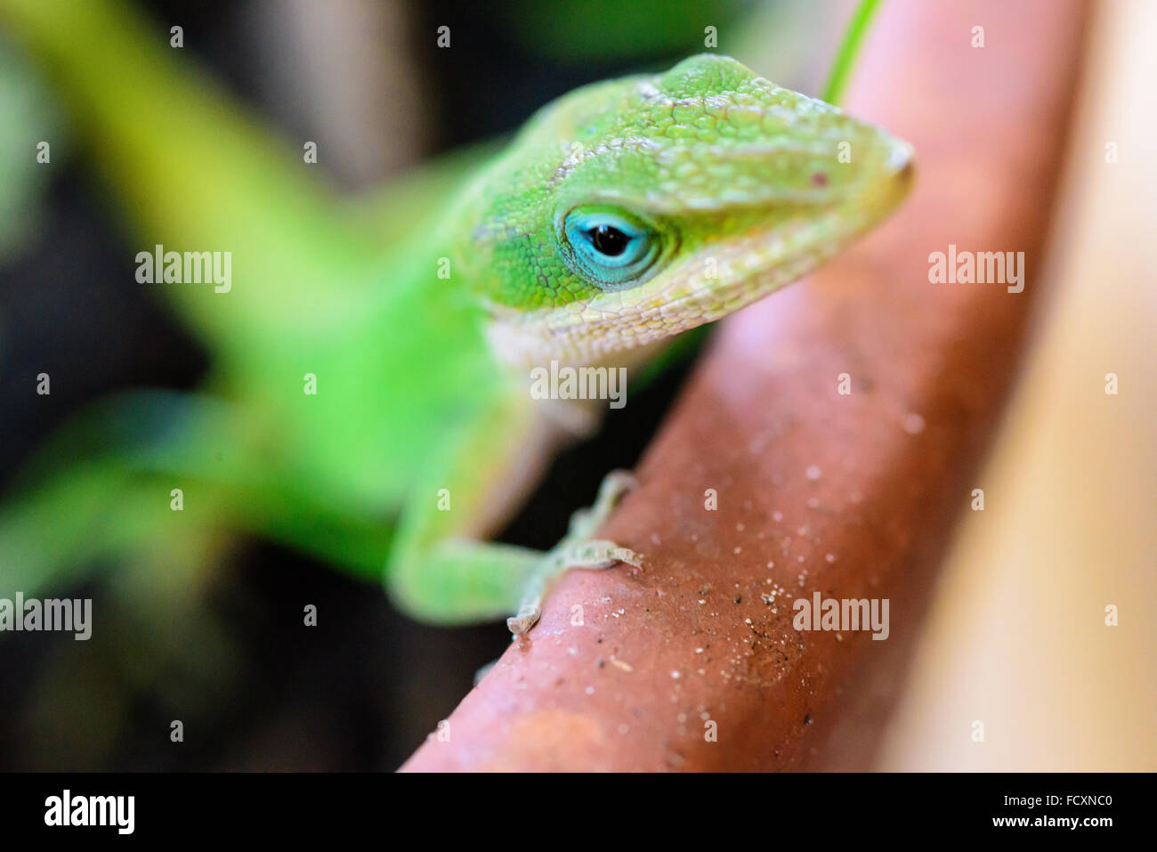 Nahaufnahme von einem Carolina Anole, Eidechse. Stockfoto