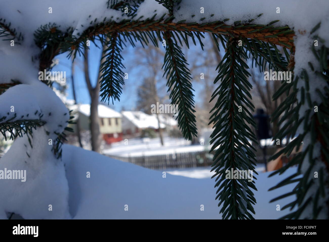 Tanne mit Schnee bedeckt, Post Schneesturm Jonas 2016 an der Ostküste, USA Stockfoto