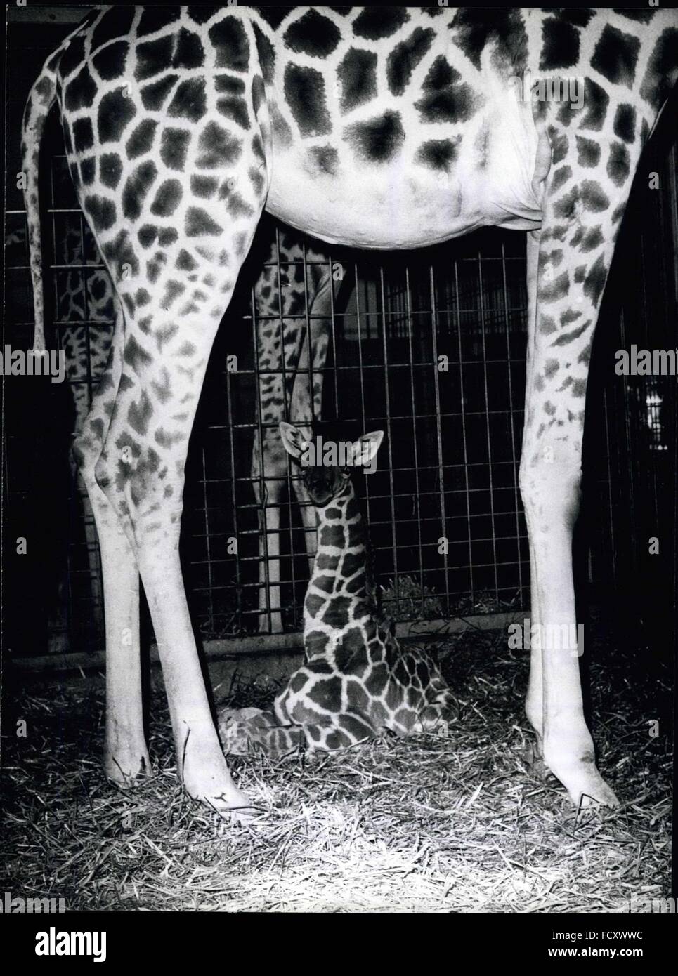 1962 - Giraffe Hallo: Ich bin die jüngste Giraffe im Zoo Hellabrunn München, aber da ich erst vor kurzer Zeit geboren wurde, sie haben nicht noch mir einen Namen. so kann ich nicht richtig führt mich. Aber ich bin mir sicher, dass meine Eltern bald finden werden. Und übrigens, ich bin gar nicht so klein, wie es scheinen mag, ich bin bereits 1,95 m groß! © Keystone Bilder USA/ZUMAPRESS.com/Alamy Live-Nachrichten Stockfoto