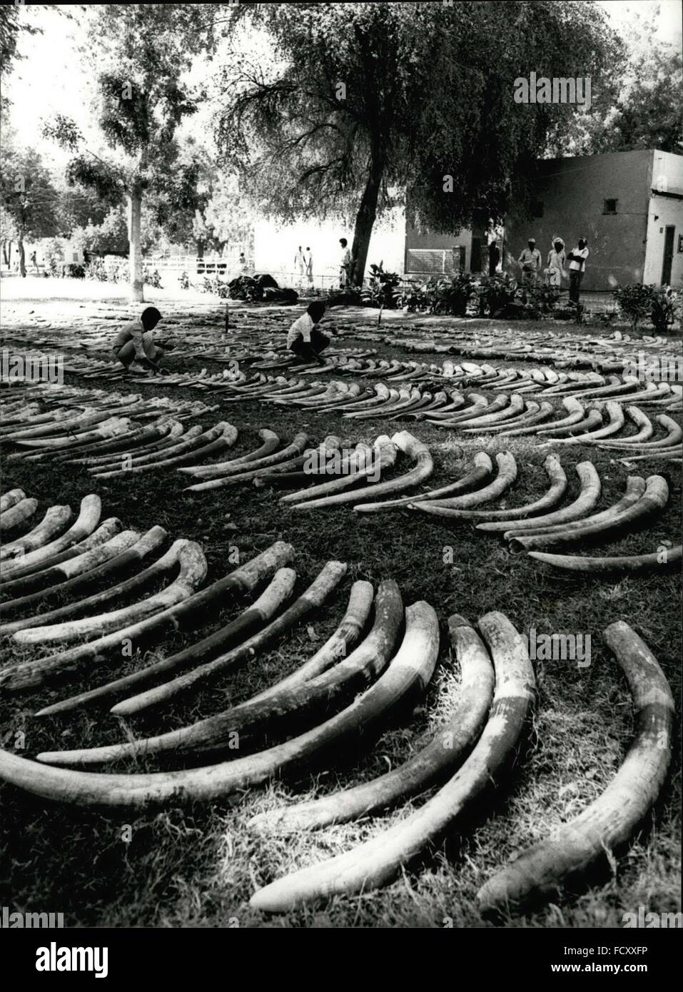 1962 - 1181 Elefanten für Gewinn von skrupellosen Schmugglern im sudanesischen Hafen Port Sudan vor kurzem sterben musste Polizei fand 11,9 Tonnen Elfenbein, die den Wert von rund 1 Million Dollar ist. Schmuggler hatte versucht, ihren Gewinn durch diese 2362-Elefanten-Stoßzähne zu machen. 1181 Elefanten musste sterben. Später das Elfenbein werden auf den Umsatz im Sudan Hauptstadt Khartum. © Keystone Bilder USA/ZUMAPRESS.com/Alamy Live-Nachrichten Stockfoto