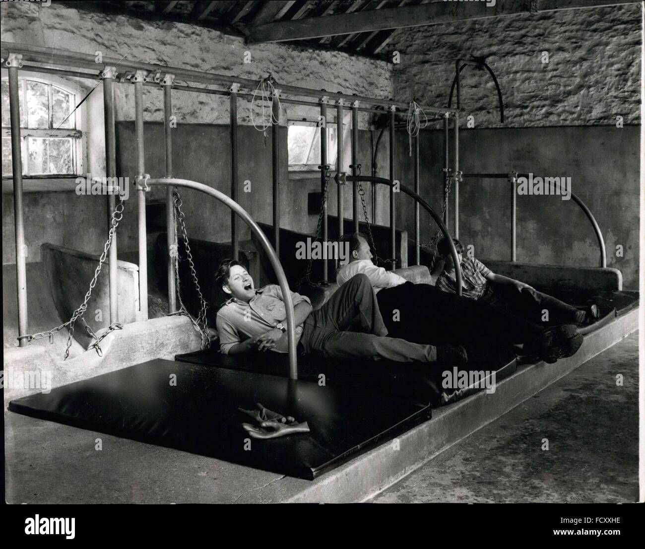 1962 - Moo: Guck mal, wer in unseren Betten, Chaps; Sogar die Pferdepfleger auf Major Anthony Bramley Farm in der Nähe von Kidlington, Oxford, können es nicht leugnen: Es gibt keinen Platz wie Schaum, seit die Kühe und Kälber erhielten Schaumstoff-Matratzen zum schlafen anstelle von Stroh. Dies ist keine seien Sie nett zu unseren dummen Freunde Woche entweder; die Idee ist eine Geld und Arbeit sparen, warum diese Kerle haben einfach Zeit, ab und zu dösen. Die Matratzen sind in einem waschbaren strapazierfähigen Kunststoff abgedeckt und sind billiger als ständig frisches Stroh das knapp, trotzdem ist. Der Kuhstall '' Ausmisten '' o erledigt Stockfoto