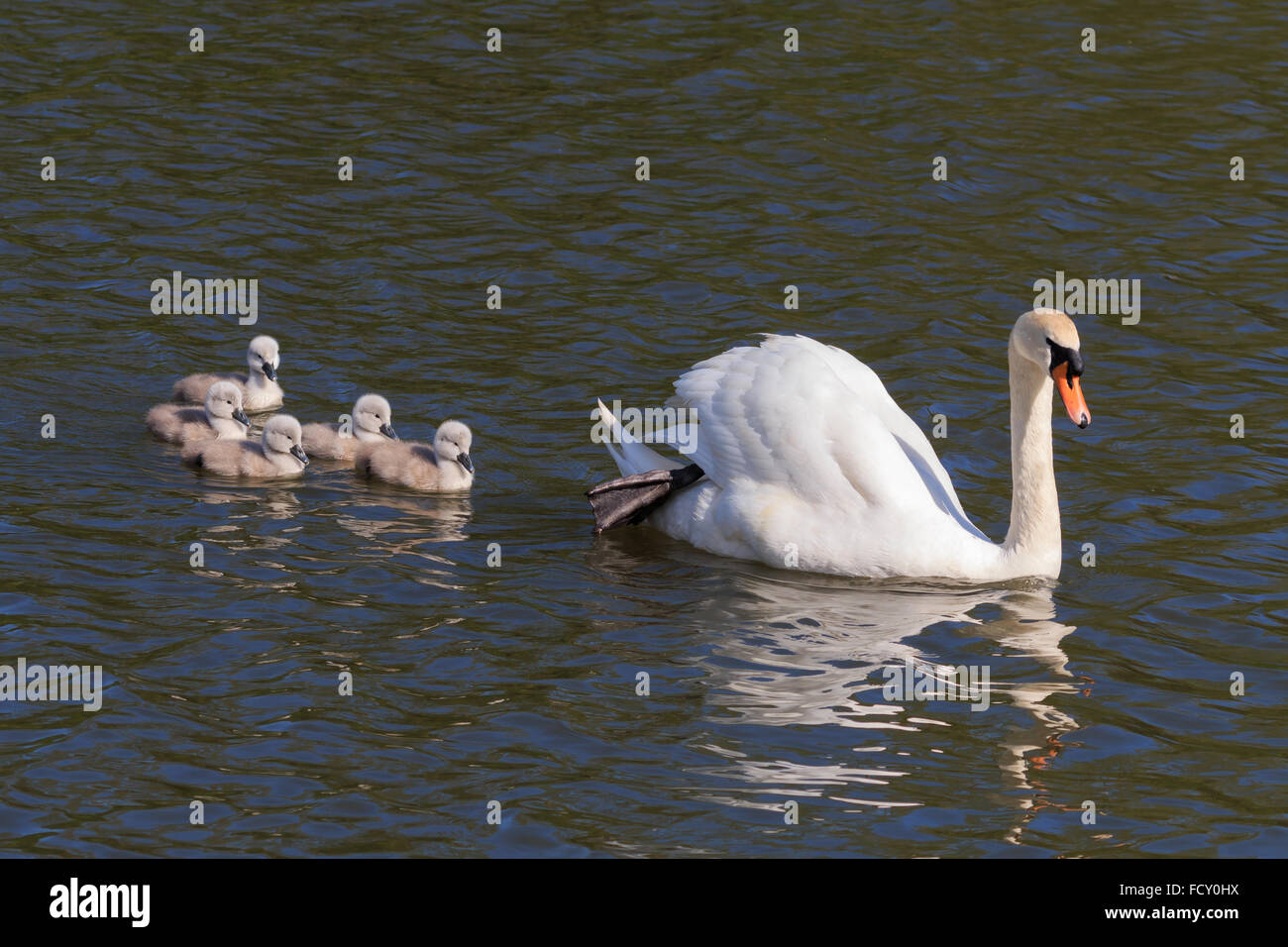 Höckerschwan und Signets Schwimmen im Vereinigten Königreich Stockfoto