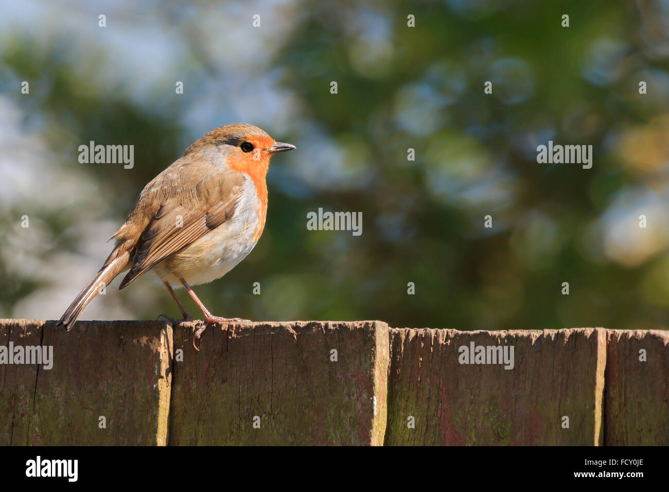Sonnendurchflutetes Robin thront auf einem UK-Gartenzaun Stockfoto