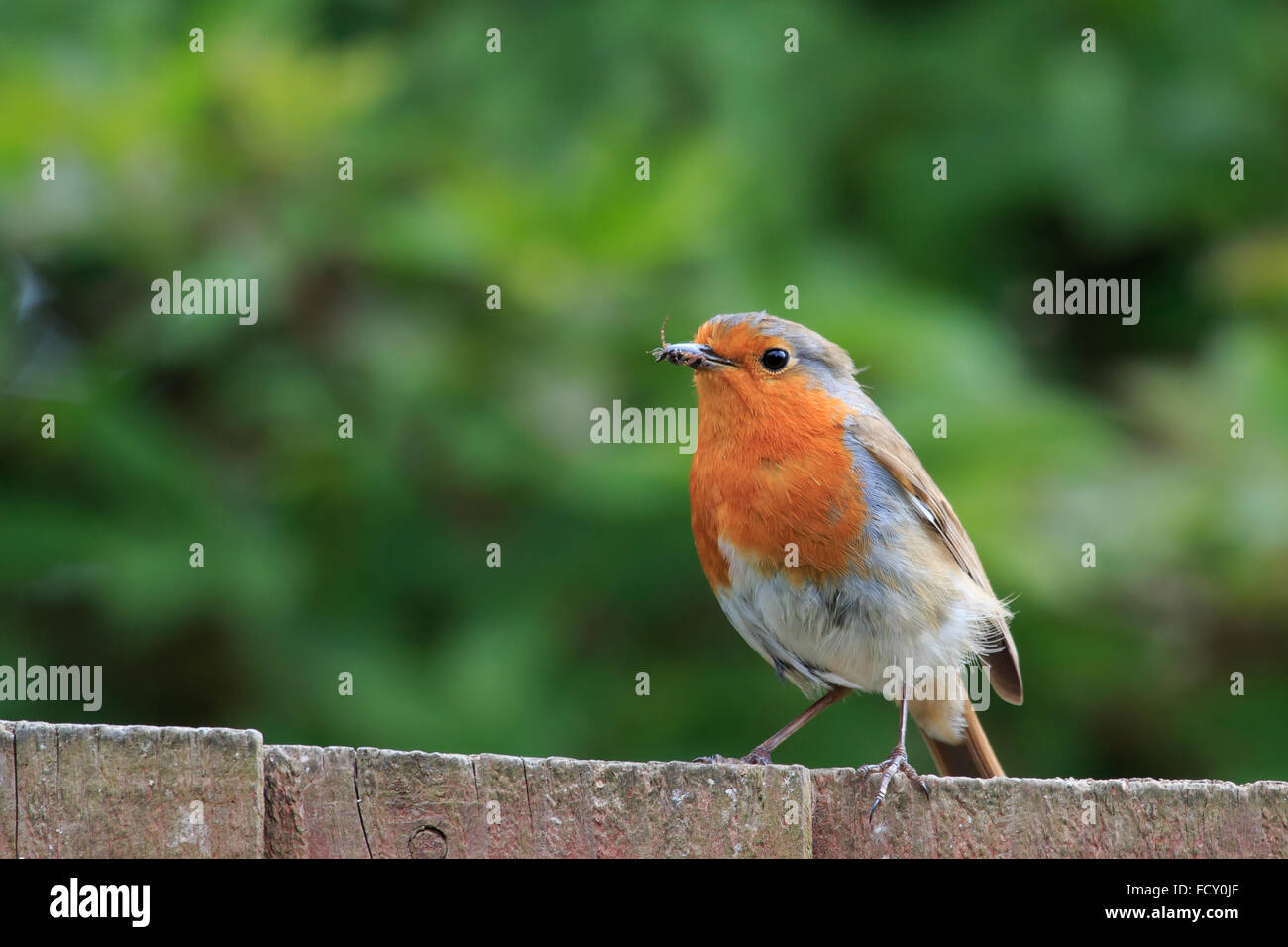 Robin thront auf Holz Zaun in einem UK-Garten Stockfoto