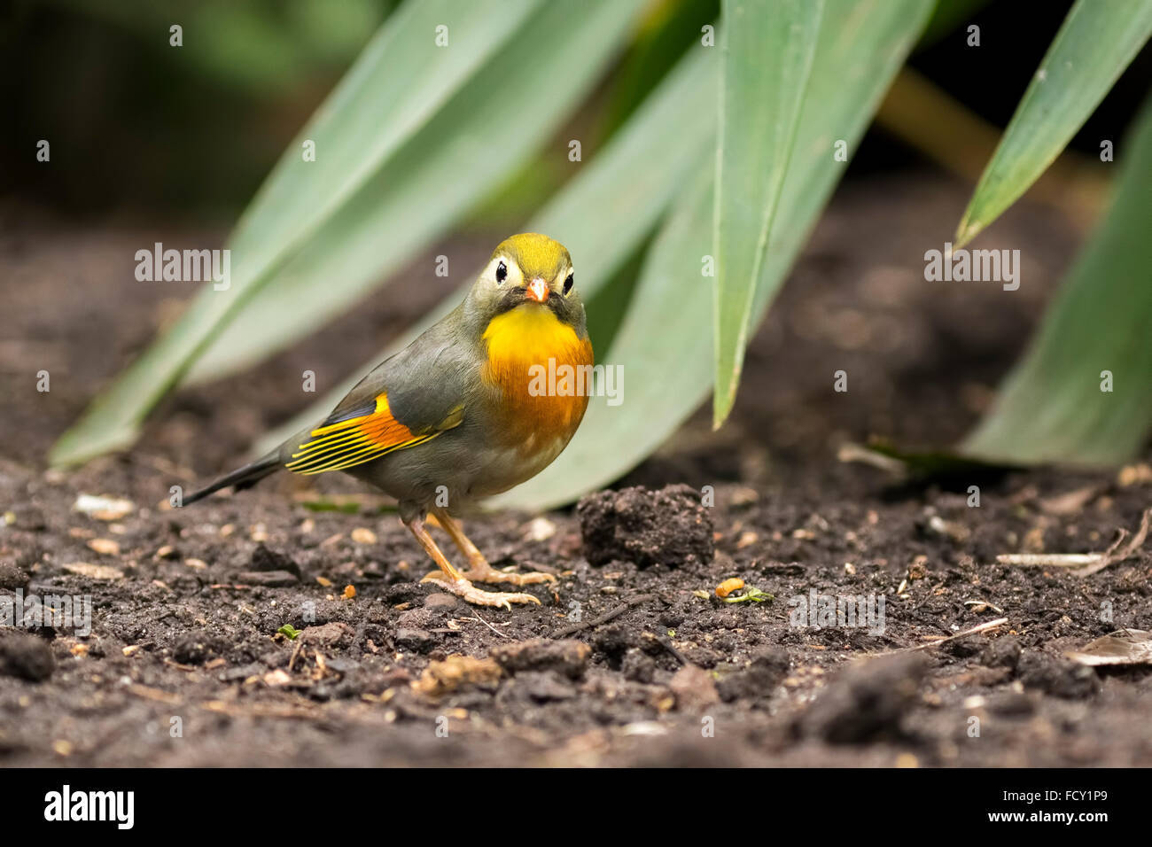 Rot-billed Leiothrix oder japanische Nachtigall, Leiothrix Lutea, zu Fuß durch einen tropischen Ambiente im Erdgeschoss. Stockfoto