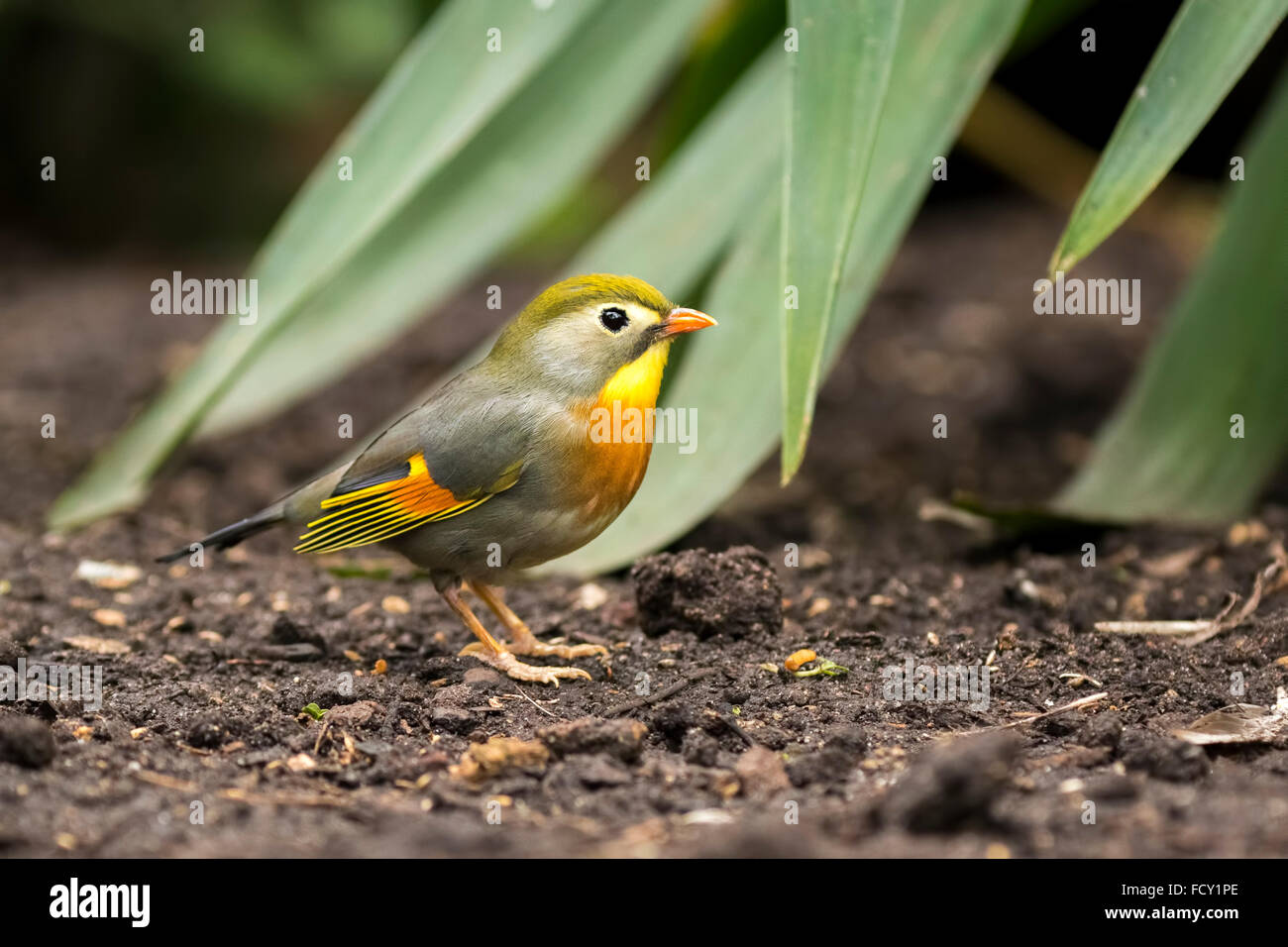 Rot-billed Leiothrix oder japanische Nachtigall, Leiothrix Lutea, zu Fuß durch einen tropischen Ambiente im Erdgeschoss. Stockfoto