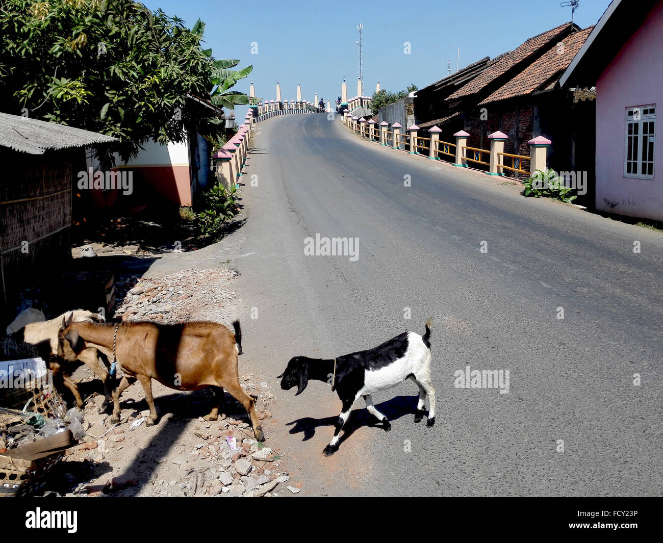 Zentral Java Indonesien Jepara Ziegen durch die Straßen Adrian Baker Stockfoto