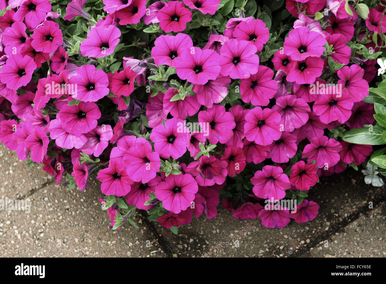 Petunia rosa Blüten Stockfoto