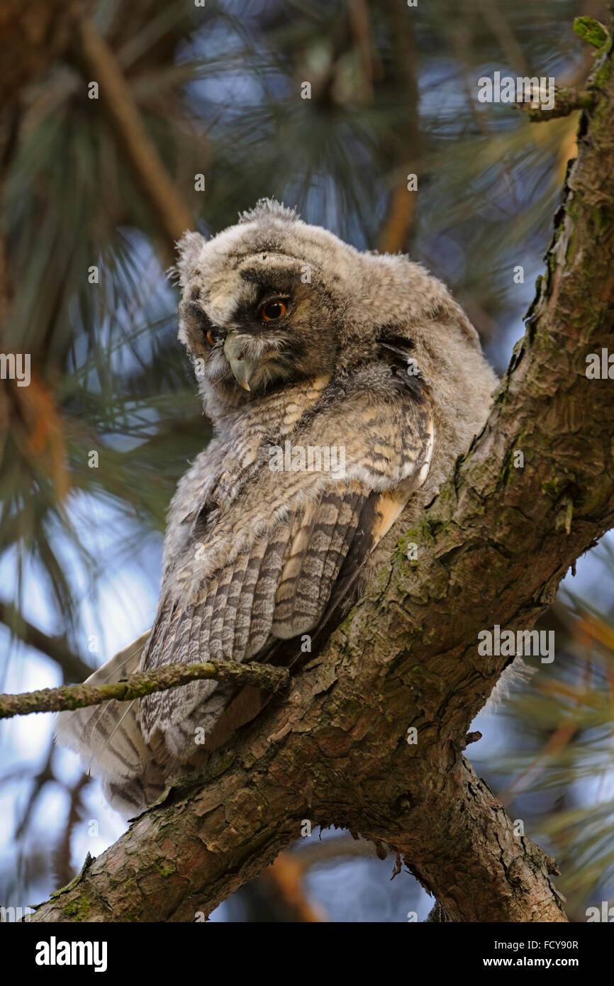 Langohrige Eule (Asio Otus) wilde Küken, thront in einer Kiefer, Uhren über seine Schulter auf den Boden, sieht lustig aus. Stockfoto
