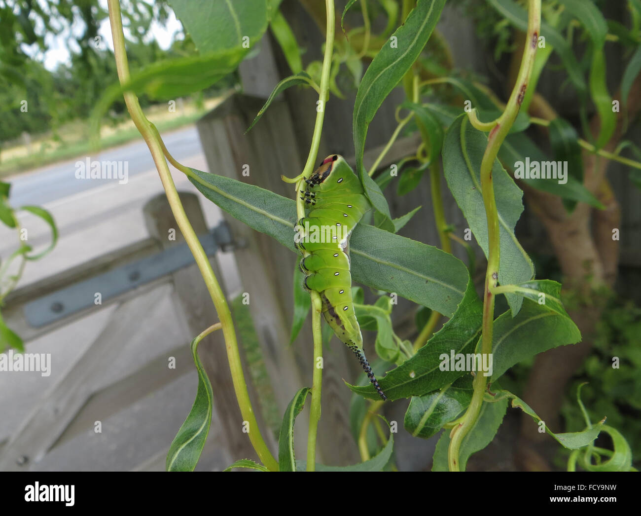 5. Instar Puss Moth Raupe (Cerura Vinula) auf Korkenzieher Weide (Salix Matsudana 'Tortuosa') mit Stub gegessen Blatt Stockfoto