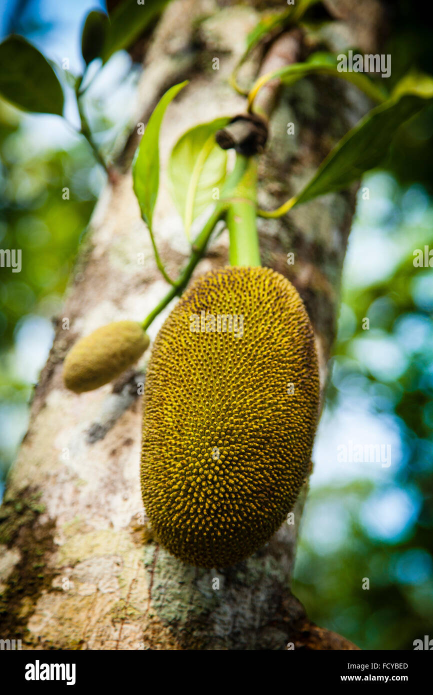 Jackfrucht, wild Jack Online Obst, Jackfrucht in einem Baum, indische Jackfrucht Stockfoto