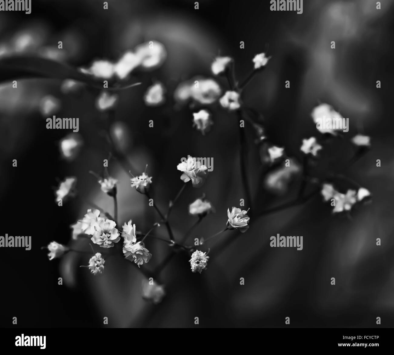 Kleine weiße schöne Blumen in schwarz / weiß Dämmerung Stockfoto