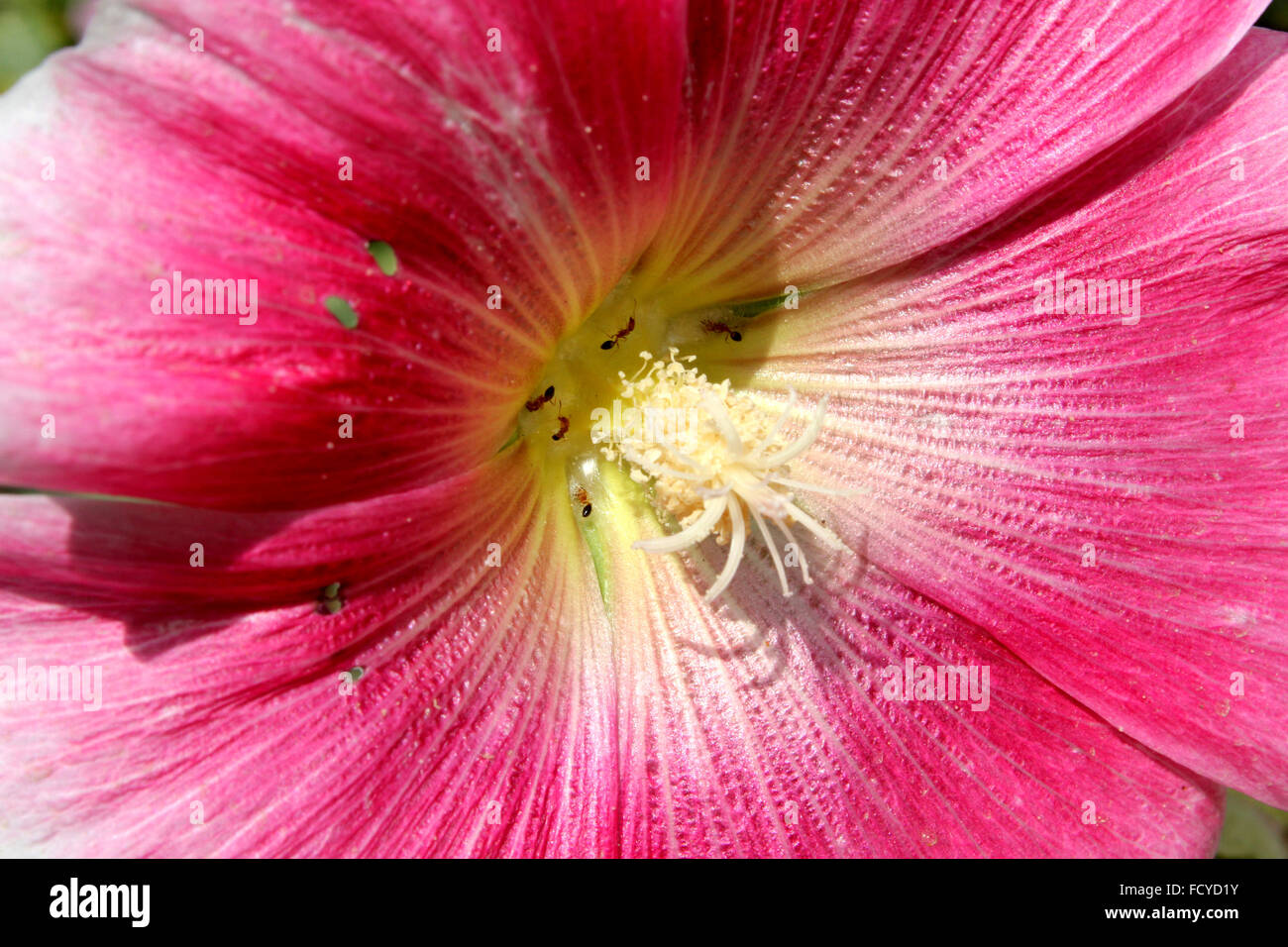 Alcea Rosea, gemeinsame Stockrose groß einjähriges ornamentalen Kraut mit großen herzförmigen Blättern und fast Traubeneichen großblumig Stockfoto