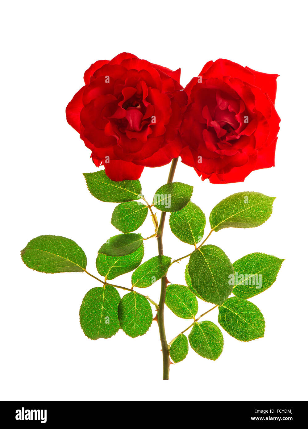 Rote Rosen isoliert auf weißem Hintergrund. Blütenkopf Stockfoto