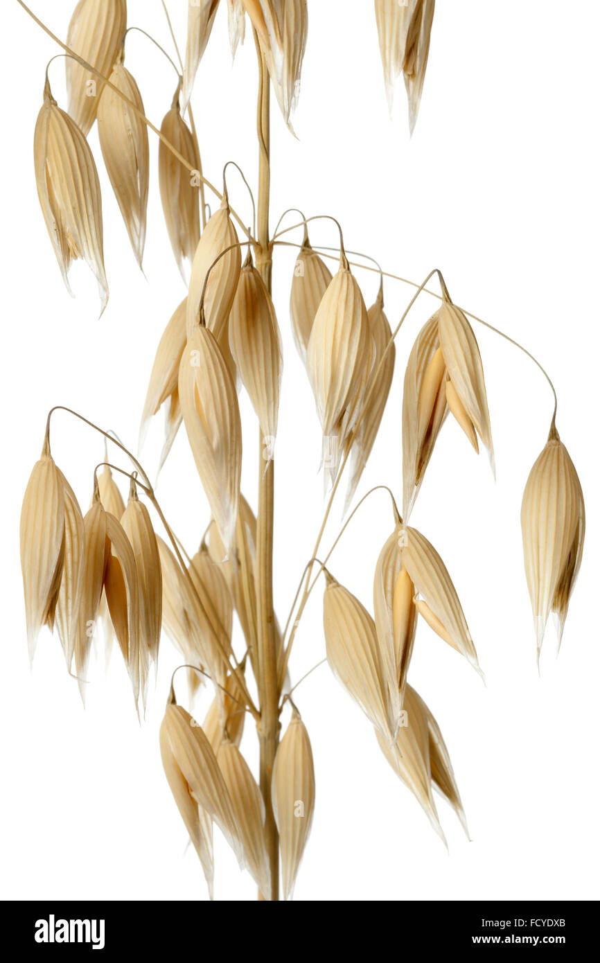 Getrockneter Hafer Ohren und Samen auf weißem Hintergrund hautnah Stockfoto