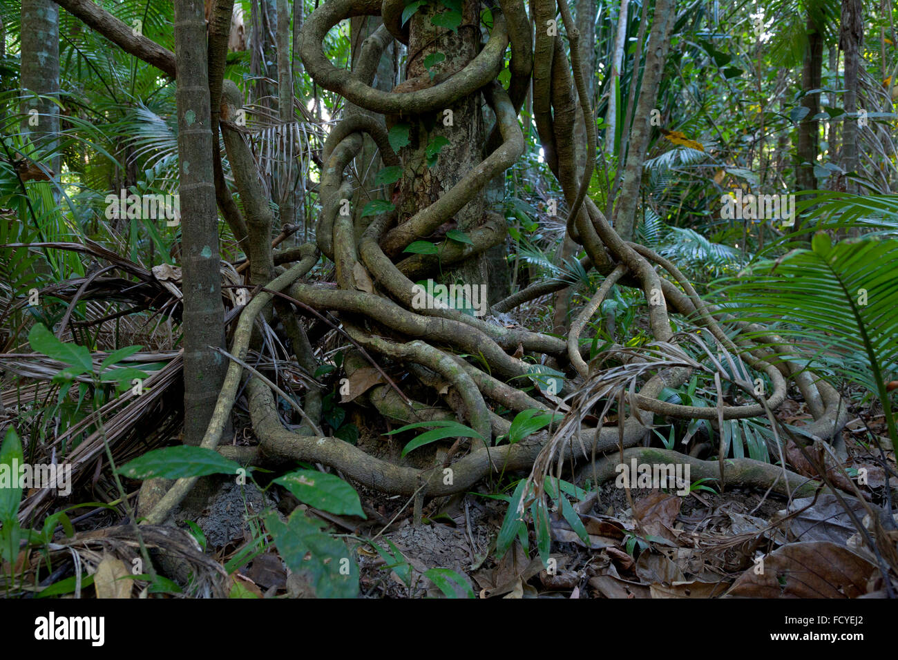 Blue Marble Tree in den Regenwald, Queensland, Australien Stockfoto