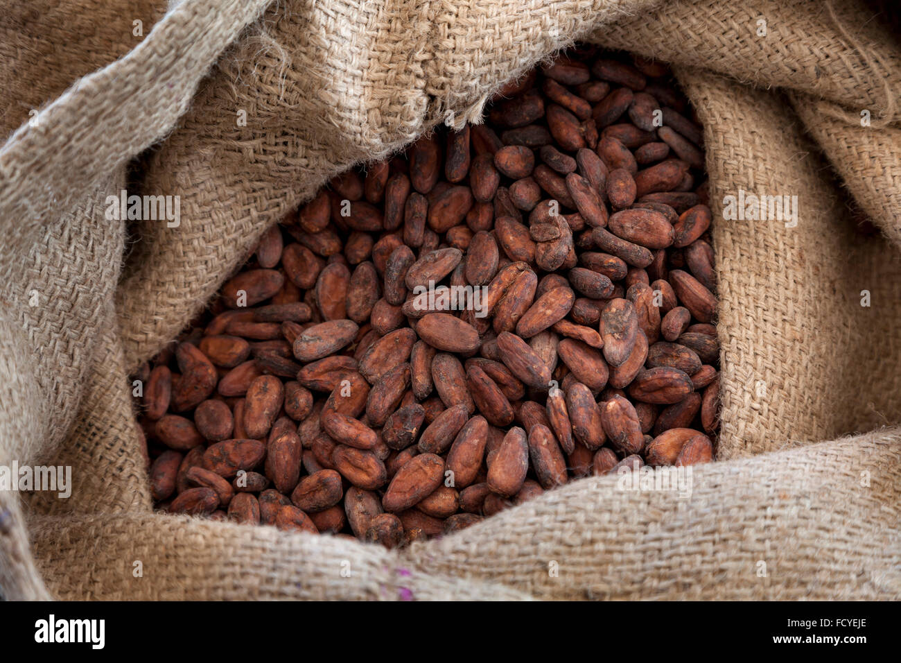 Jute-Tasche voll mit Kakaobohnen Stockfoto