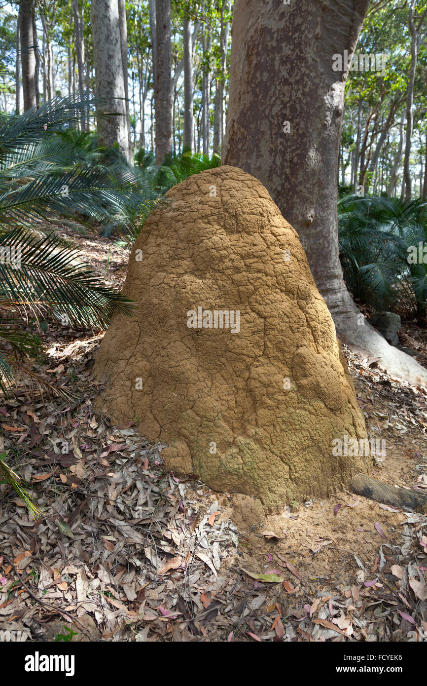 Ameisenhaufen in New South Wales, Australien Stockfoto