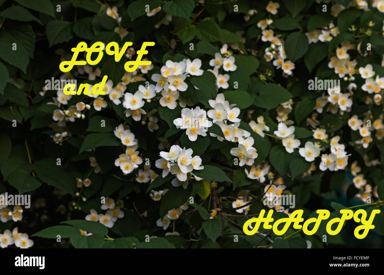 Blumen blühen auf Zweigen von Jasmin und Worte über Liebe und Glück Stockfoto