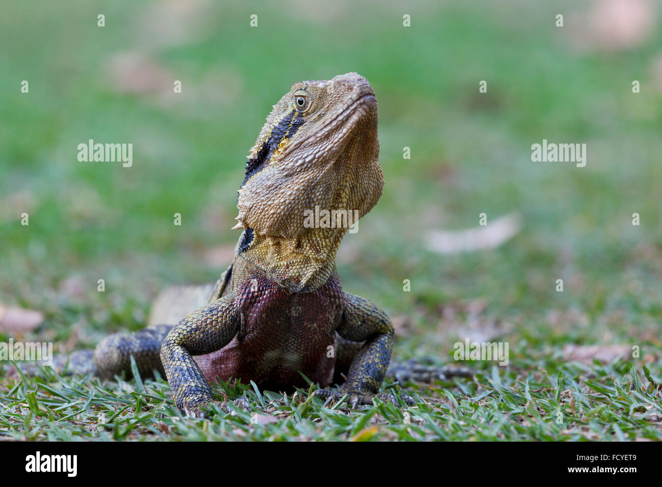 Männliche östlichen Wasserdrache, Queensland, Australien Stockfoto