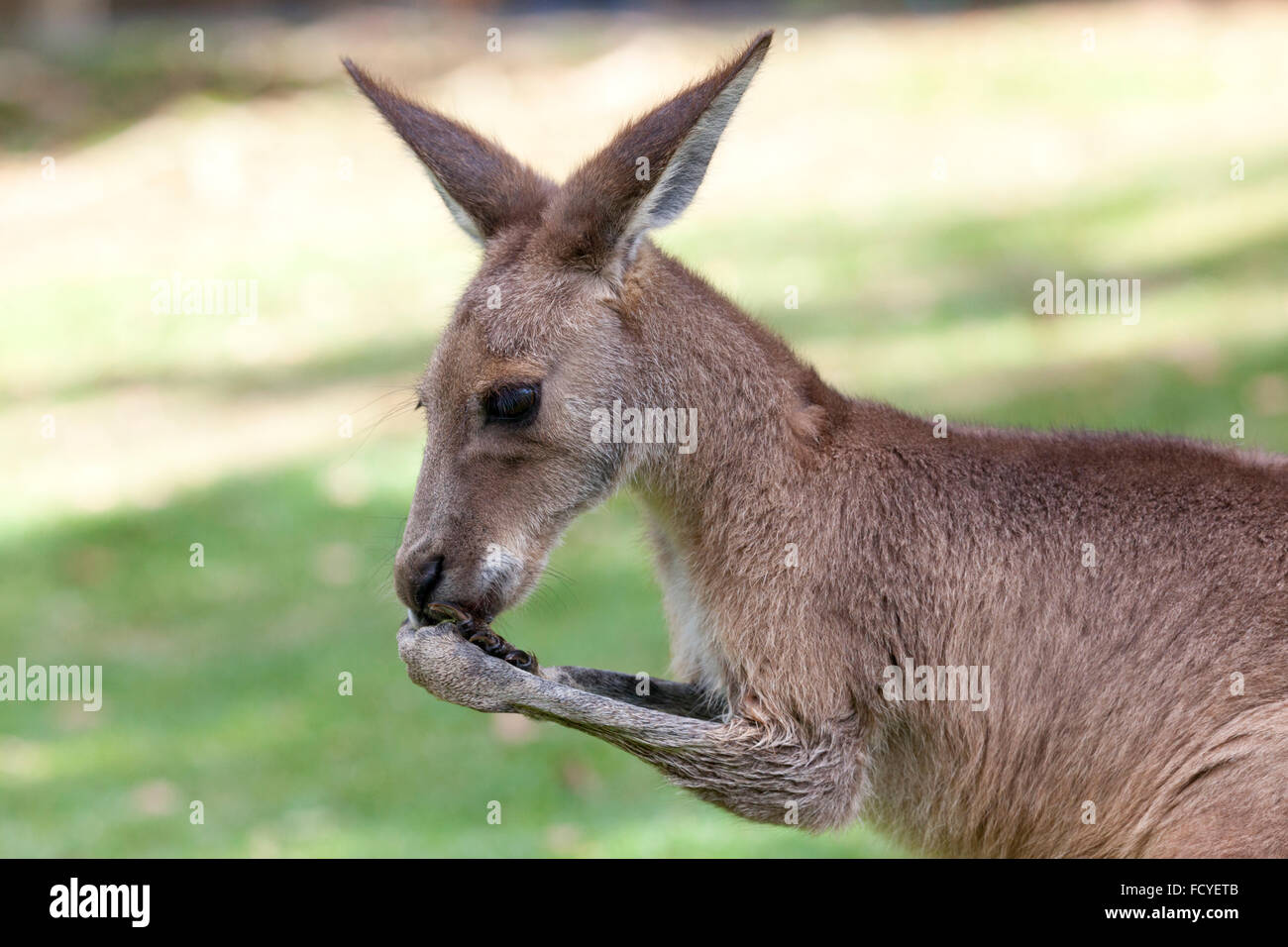 Porträt von einem Essen roten Känguru in Queensland, Australien Stockfoto