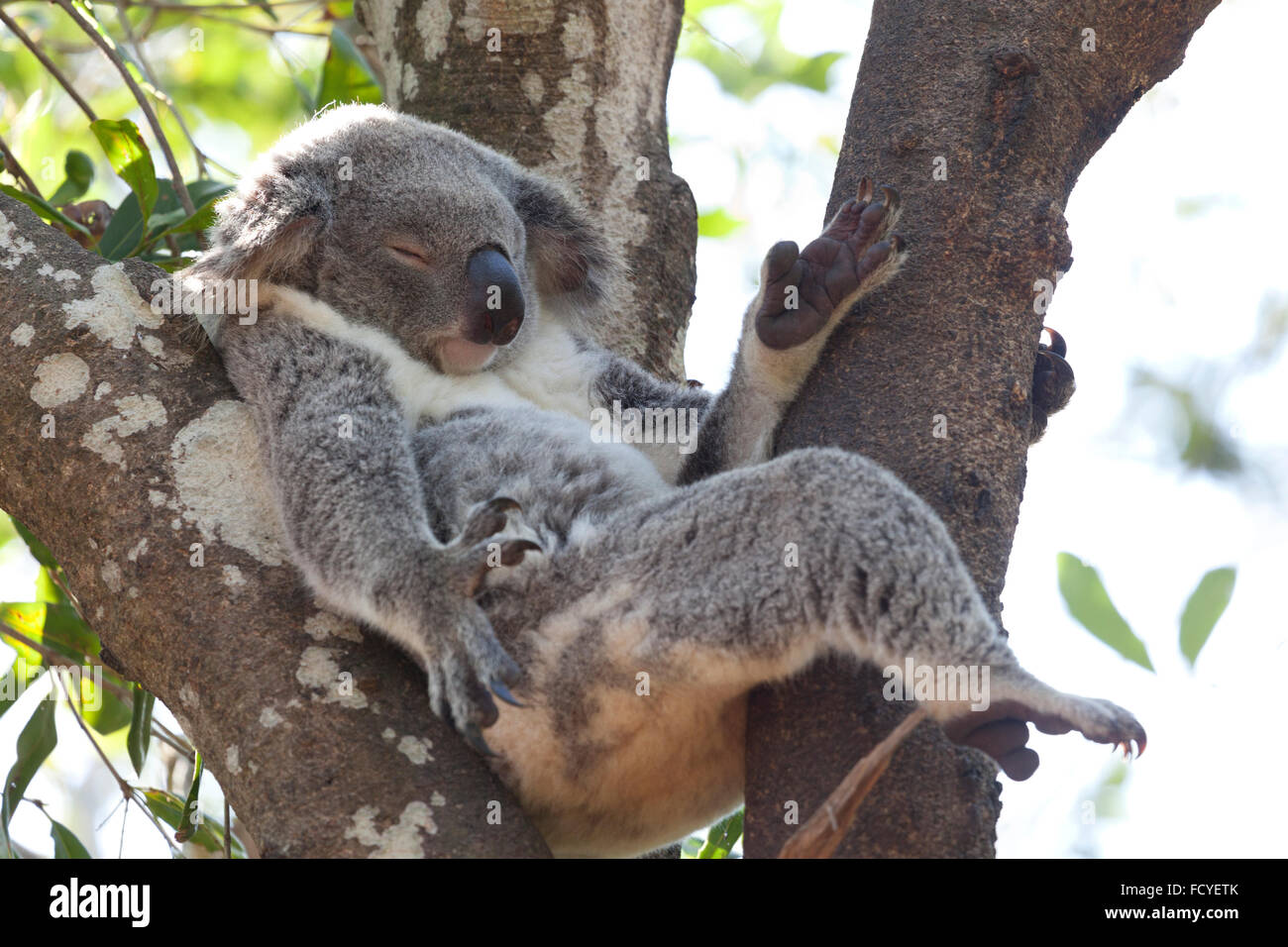 Koala entspannend in einem Baum, Queensland, Australien Stockfoto
