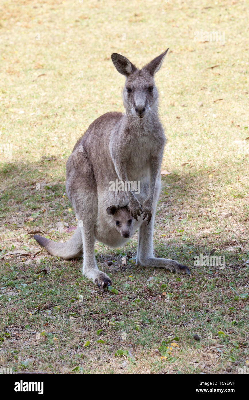 Red Kangaroo Mutter und Joey in Australien in New South Wales, Australien Stockfoto