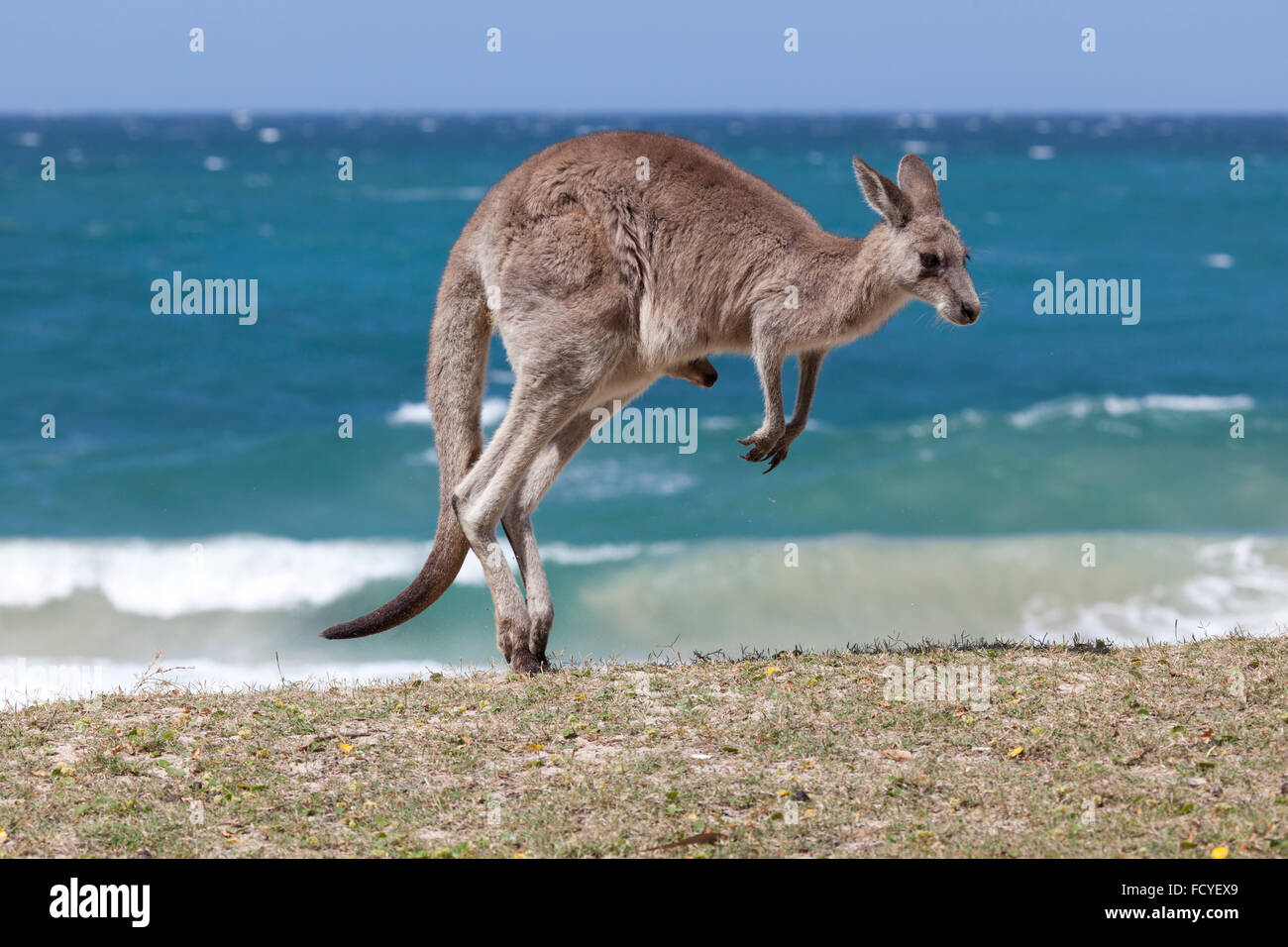 Red Kangaroo springen am Strand, Depot Beach, New South Wales, Australien Stockfoto