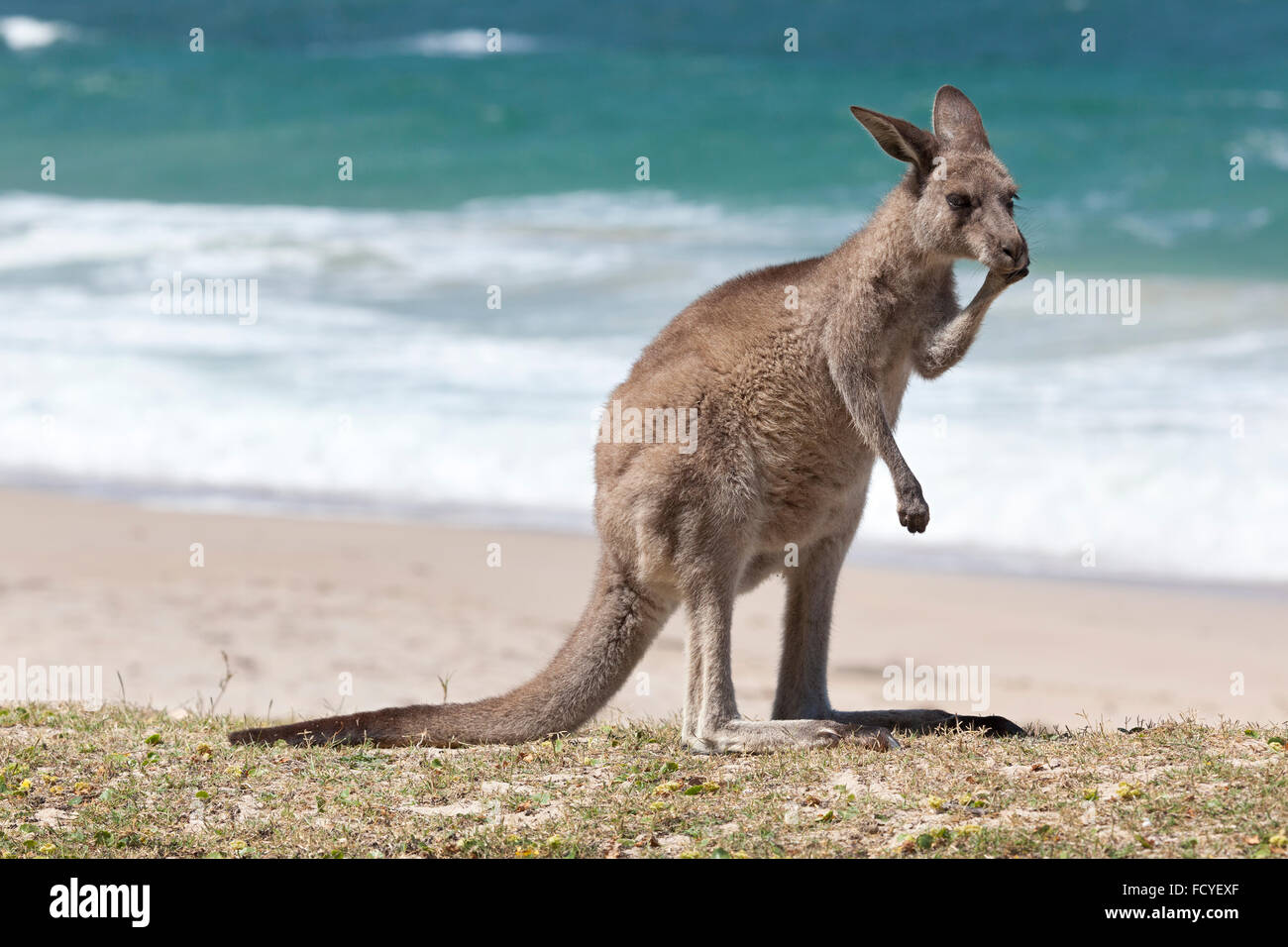 Red Kangaroo am Strand, Depot Beach, New South Wales, Australien Stockfoto