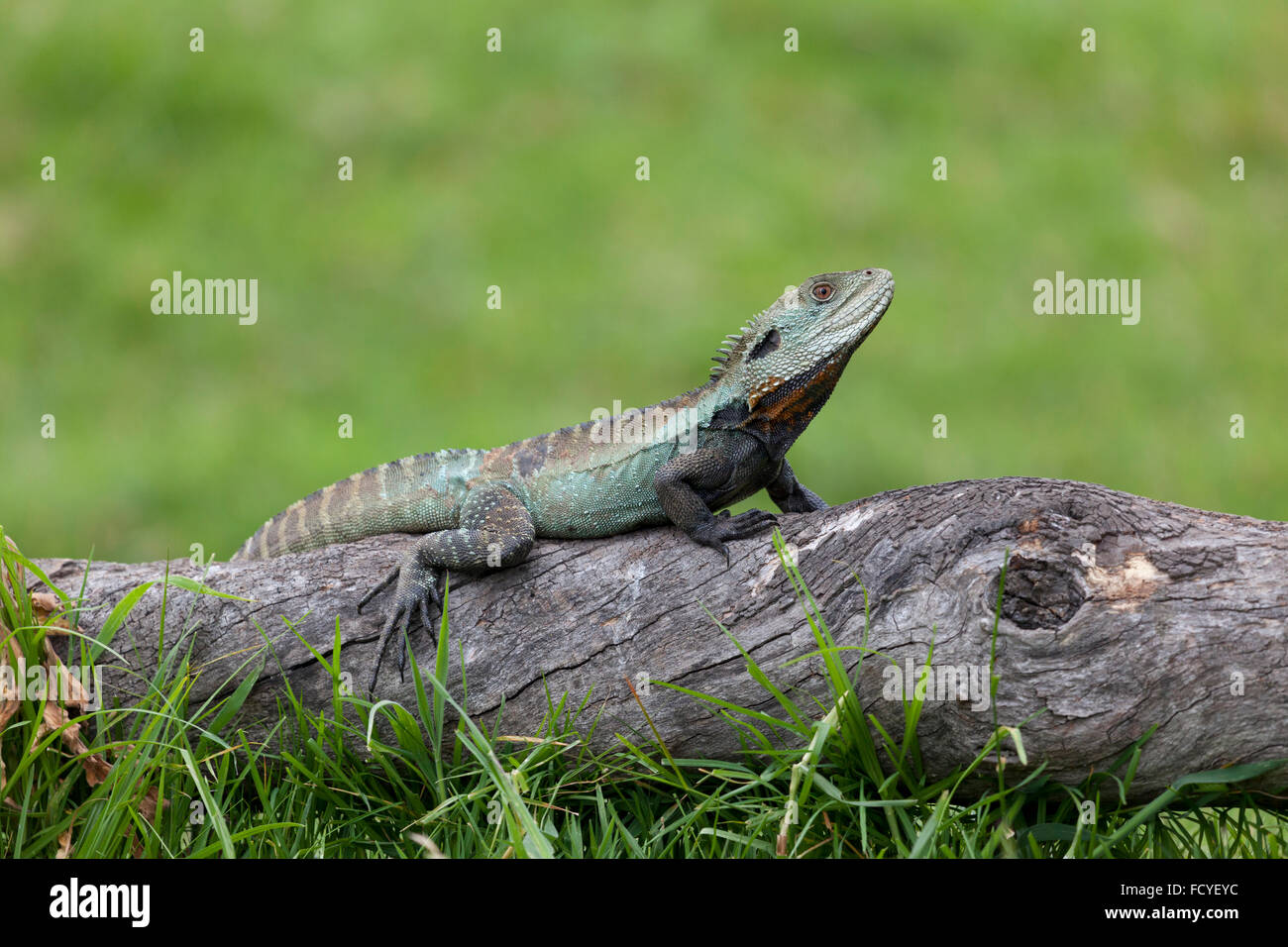 Östlichen Wasserdrache, Queensland, Australien Stockfoto