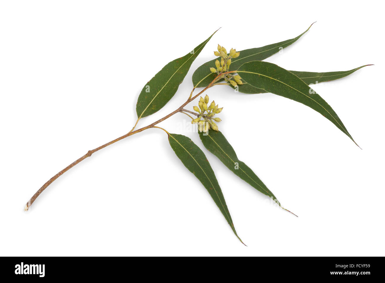 Eukalyptus-Zweig und Blätter auf weißem Hintergrund Stockfoto