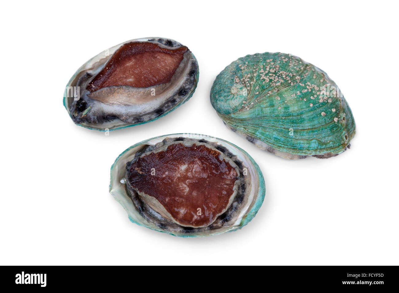 Frisches rohes Abalonen auf weißem Hintergrund Stockfoto