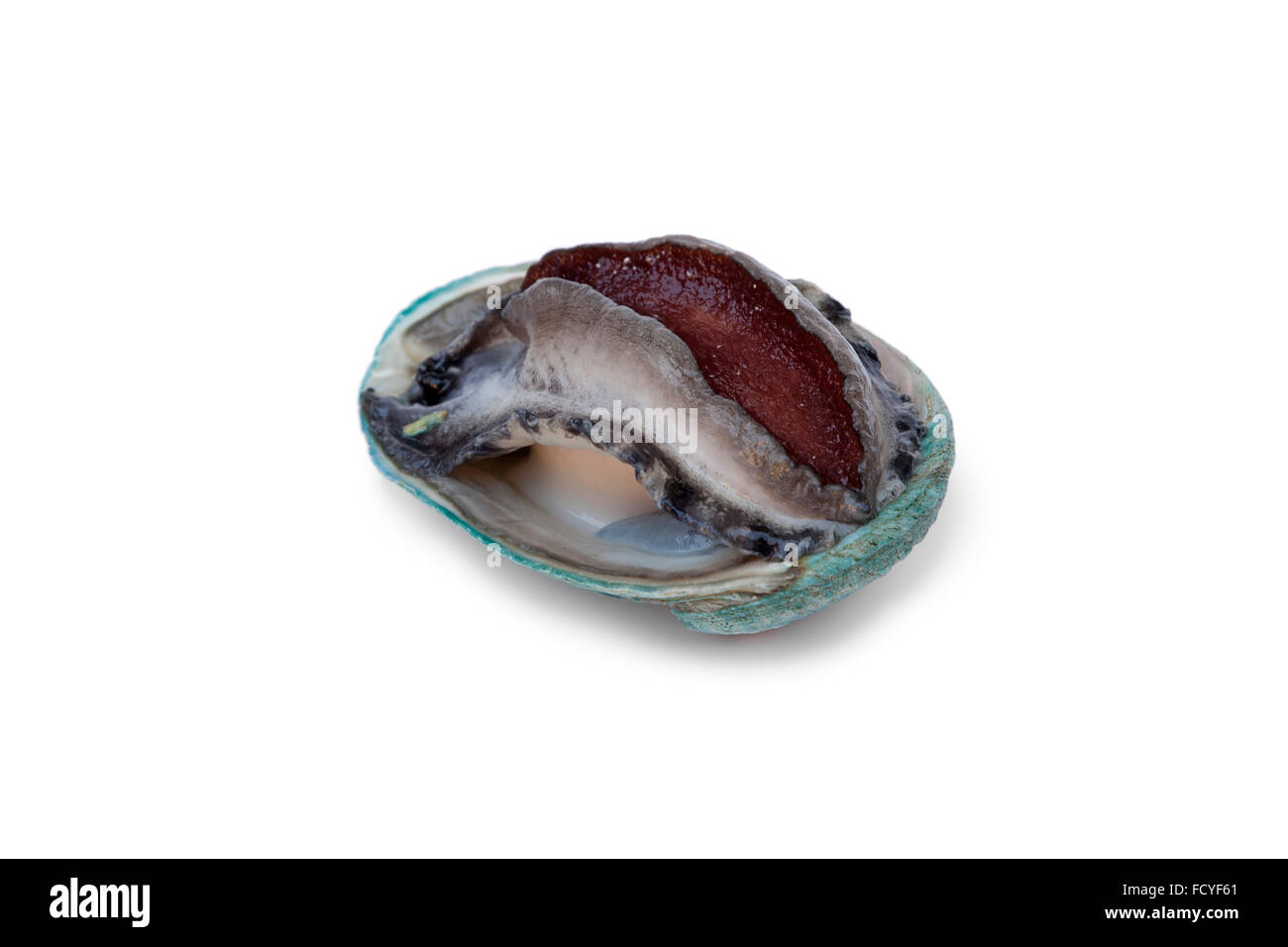 Frisches rohes Abalone auf weißem Hintergrund Stockfoto