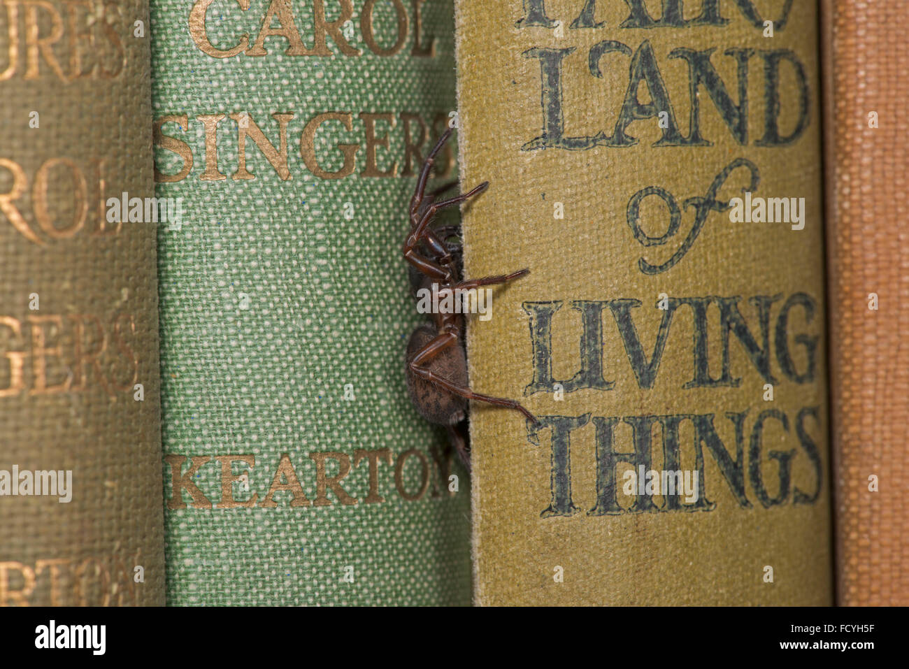 Falsche schwarze Witwe Spinne: Steatoda Noblis. Sussex, England. Eingeführte Arten, UK Stockfoto