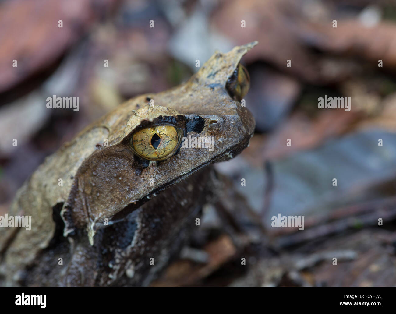 Bornean gehörnten Frosch: Megophrys Nasuta. Sabah, Borneo. Stockfoto