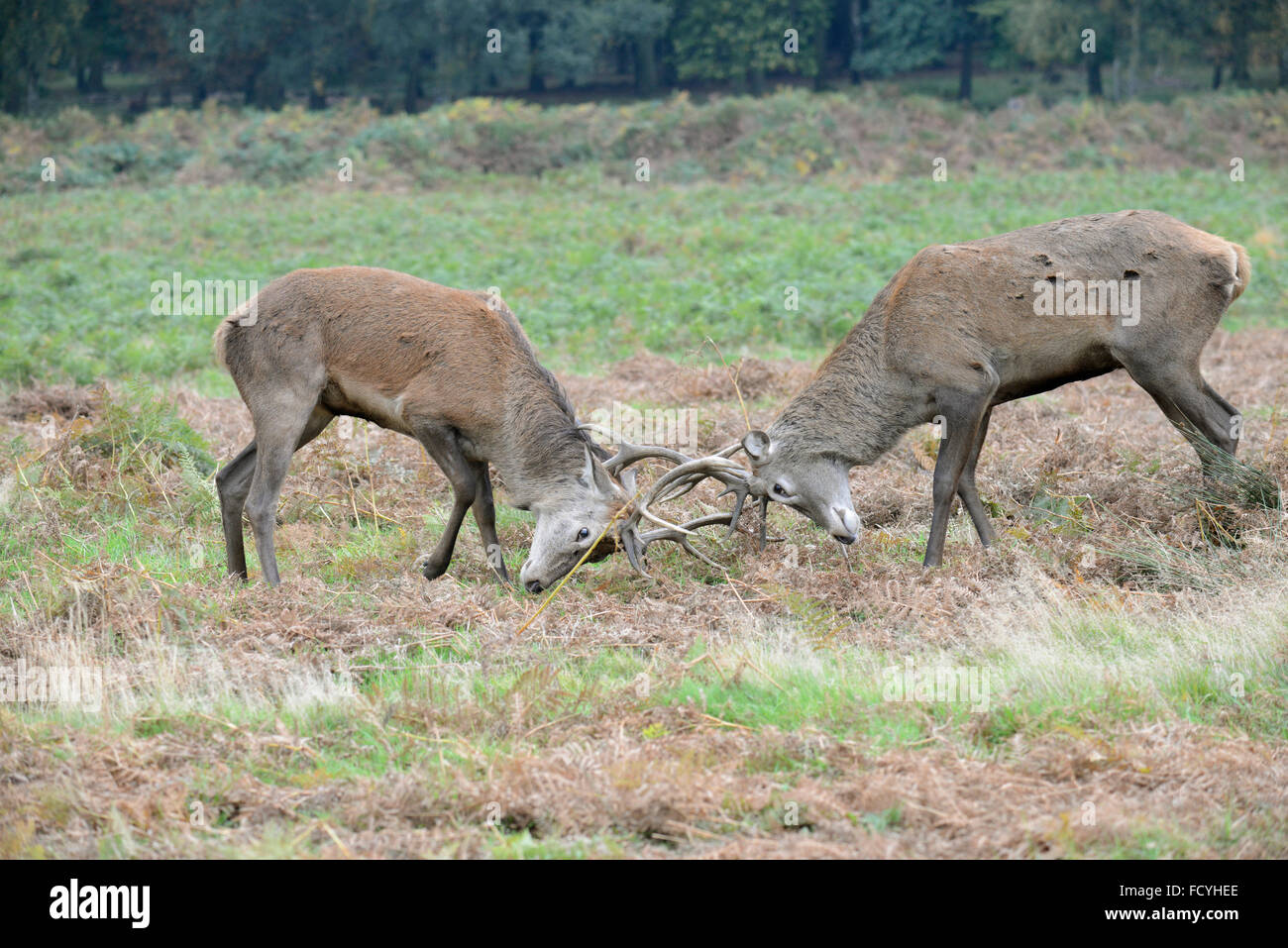 Rotwild: Cervus Elaphus. Hirsche Brunftzeit.  Richmond Park, Surrey, England Stockfoto