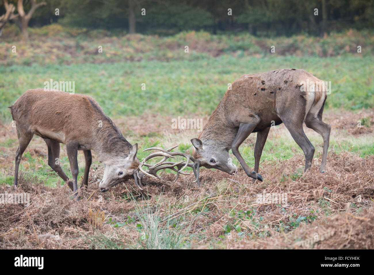 Rotwild: Cervus Elaphus. Hirsche Brunftzeit.  Richmond Park, Surrey, England Stockfoto