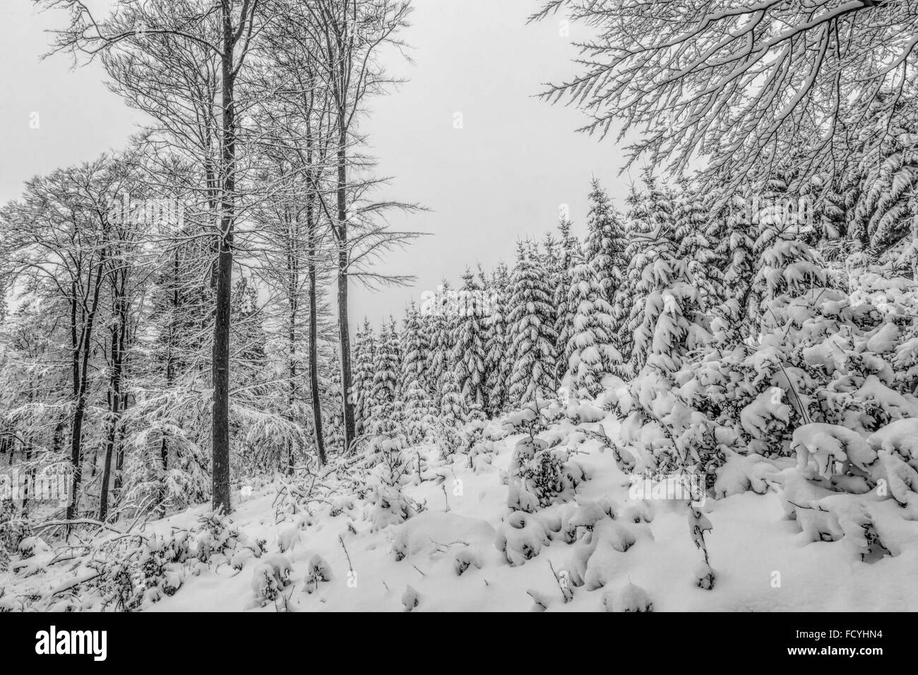 Winter-Wunderland: Wald bedeckt mit frischem Schnee, Girkhausen, Bad Berleburg, im Sauerland, Nordrhein-Westfalen, Deutschland. Stockfoto