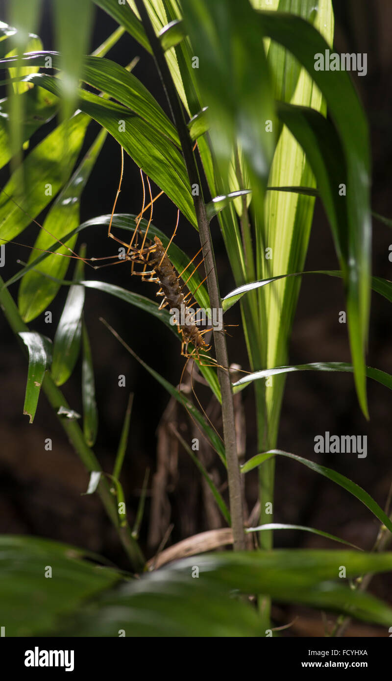 Langbeinige Centipede: Scutigera SP. Danum Valley, Sabah, Borneo. Stockfoto