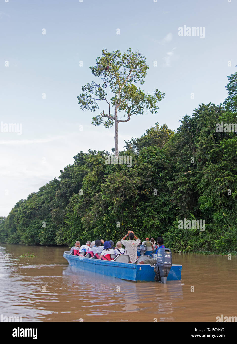 Touristen, die Orang-Utan im Baum vom Boot beobachten. Kinabatangan Fluss, Sabah, Borneo Stockfoto