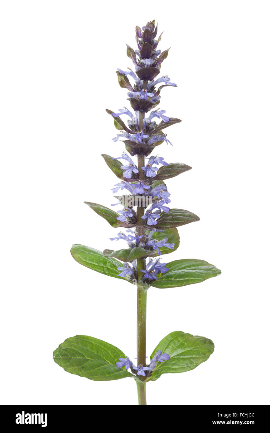 Blühende Pflanze Ajuga auf weißem Hintergrund Stockfoto